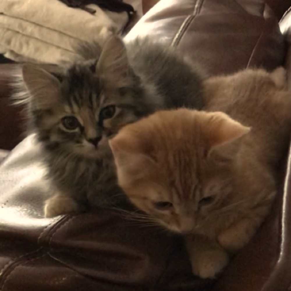 Meet your Posher, Stormy